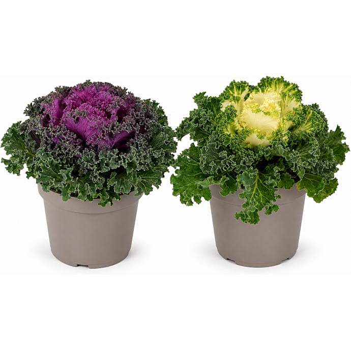 Chrysanthemum Indicum, 10,5 cm potte