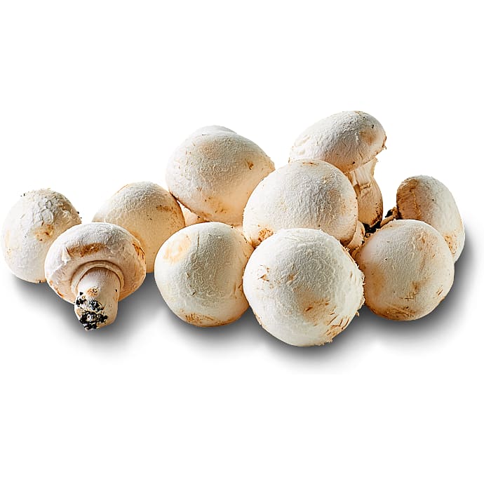 brune champignon