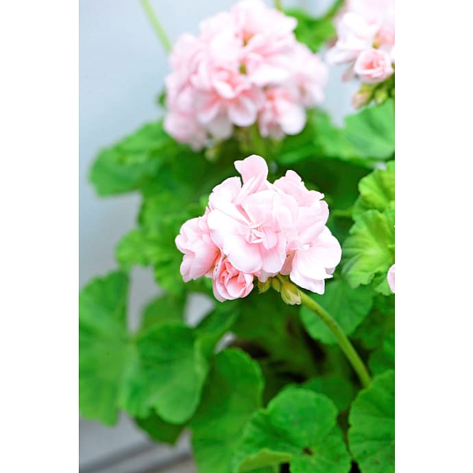 Pelargonie