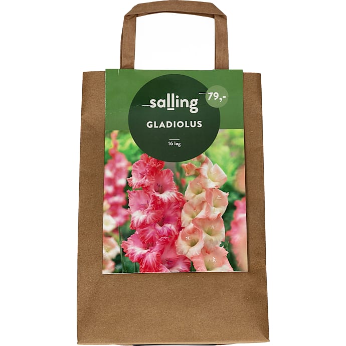 Salling Blomsterløg Gladiolus