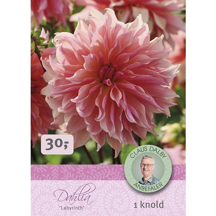 Claus Dalby Dahlia Labyrinth