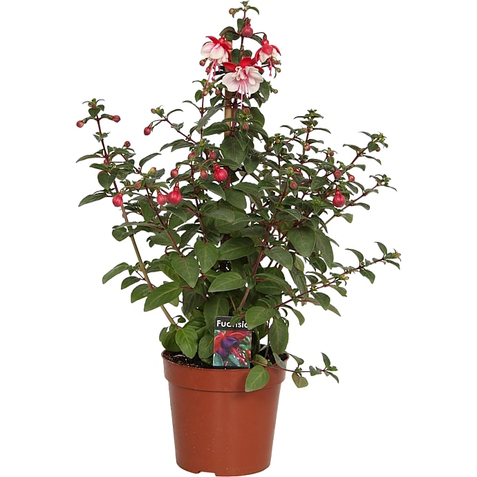 Fuchsia Pyramide