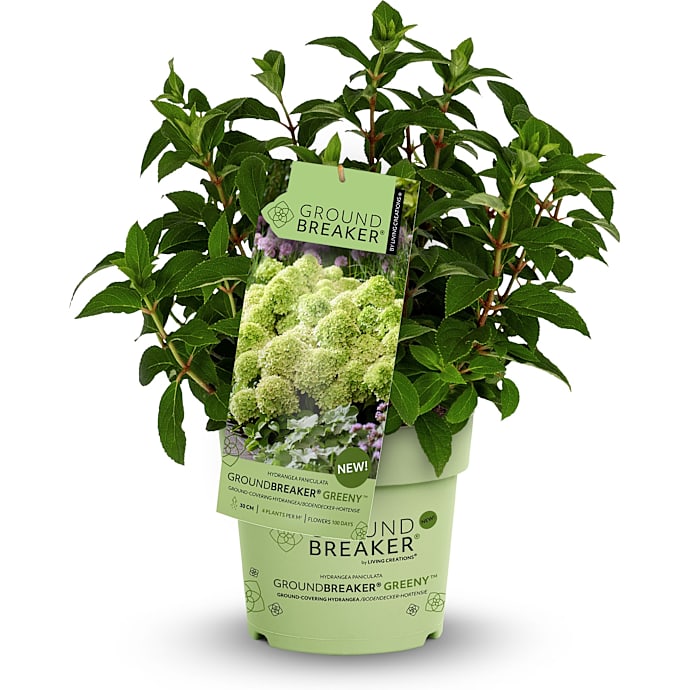 Hortensia Groundbreaker Greeny P14