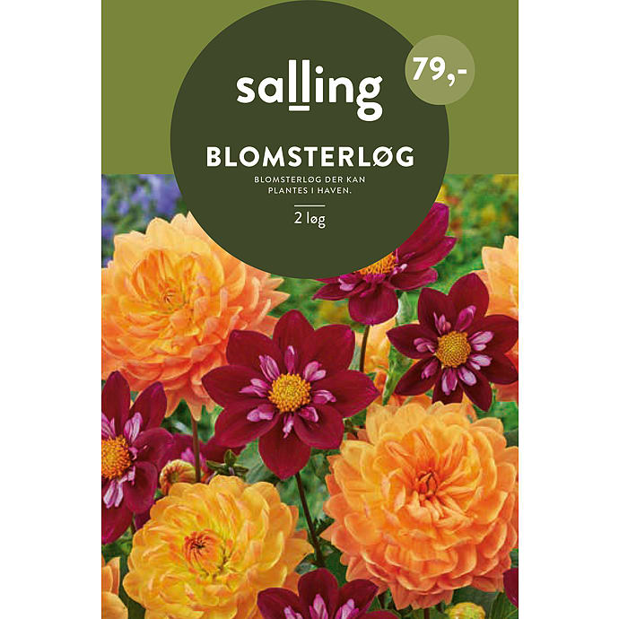 Salling Blomsterløg Dahlia