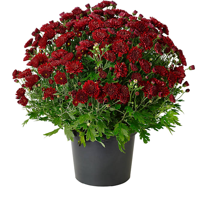 Havechrysanthemum