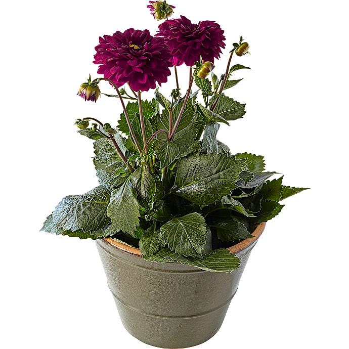 Dahlia Hybrid i Skål Mix Farver 21 cm