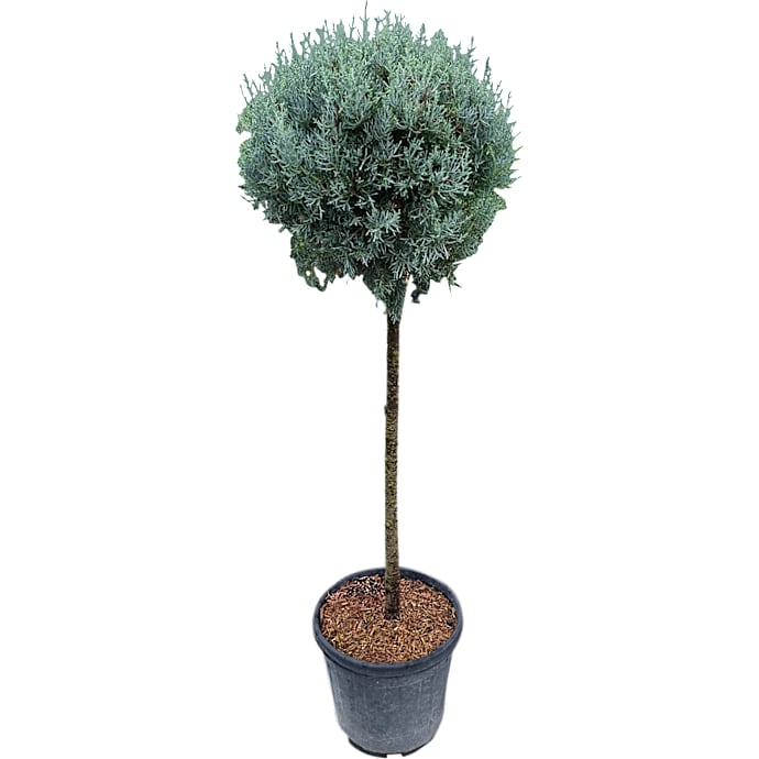 Cypres Cupressus arizonica 'Fastigiata' ball 30 liter potte