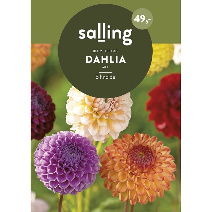 Salling Blomsterløg Dahlia Mix