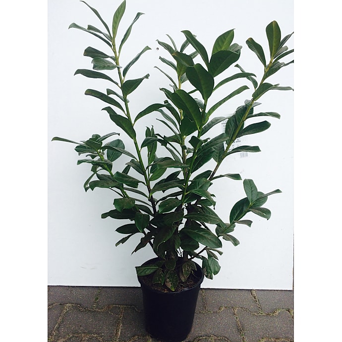 Kirsebærlaurbær Prunus novita