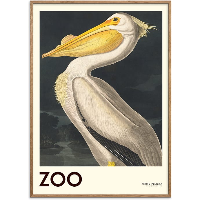 Citatplakat The Zoo Collection Pelican
