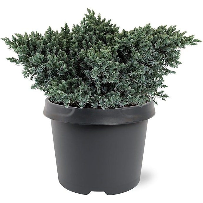 Dværg enebær, Juniperus Squamata 'Blue Star', 19 cm potte