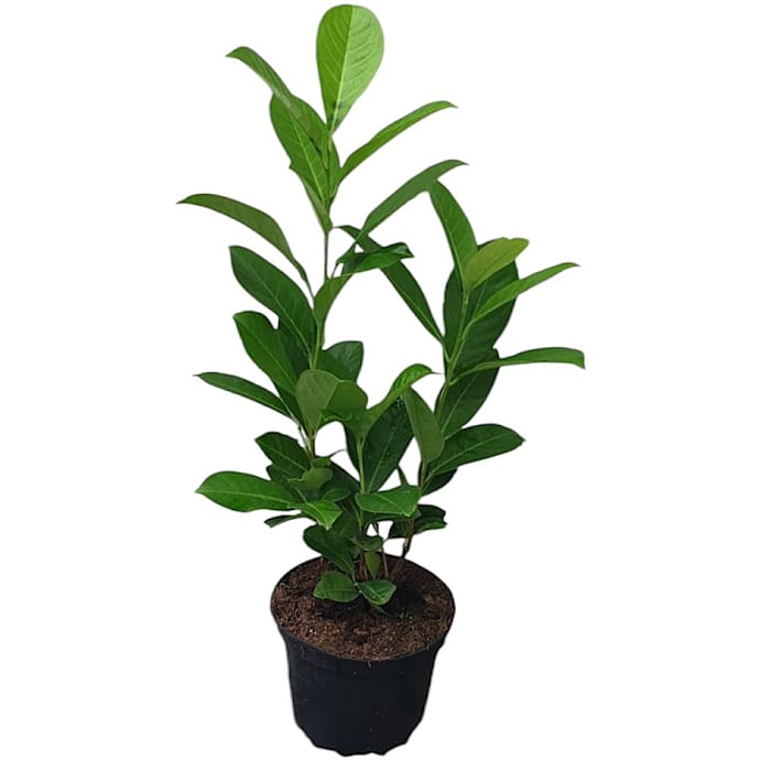Kirsebærlaurbær, Prunus laurocerasus 'Novita', 19 cm potte