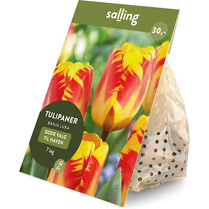 Salling blomsterløg Tulipaner Banja Luka 7 løg