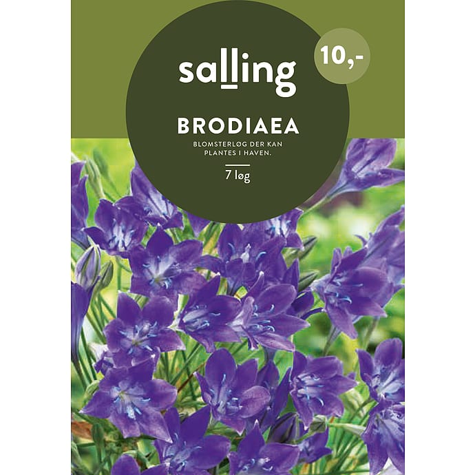 Salling Blomsterløg Brodiaea