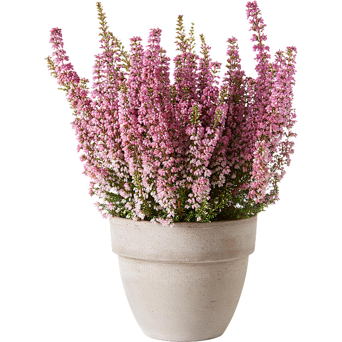 Stuelyng, Erica gracilis Beauty Queen, 12 cm potte