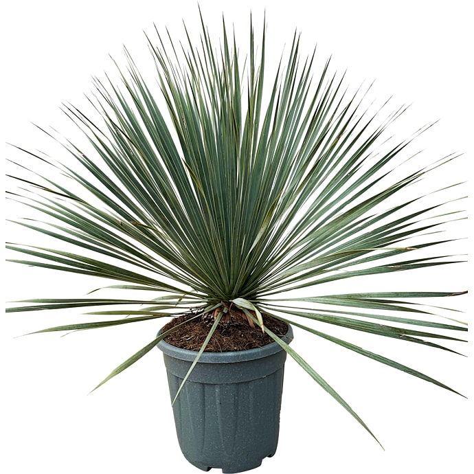 Palmelilje Yucca med Stamme P33