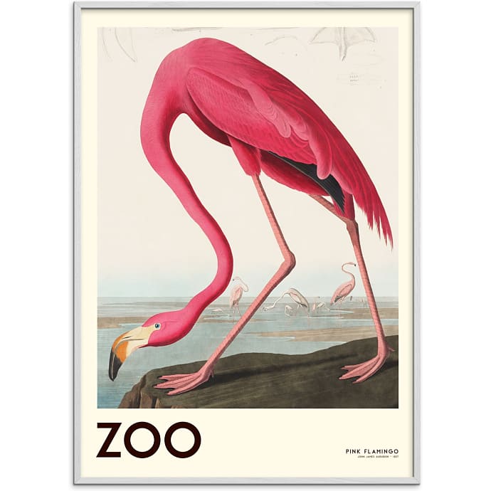 Citatplakat The Zoo Collection Flamingo 70x100