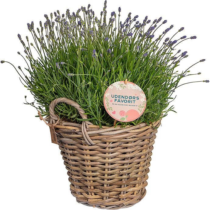 Lavendel