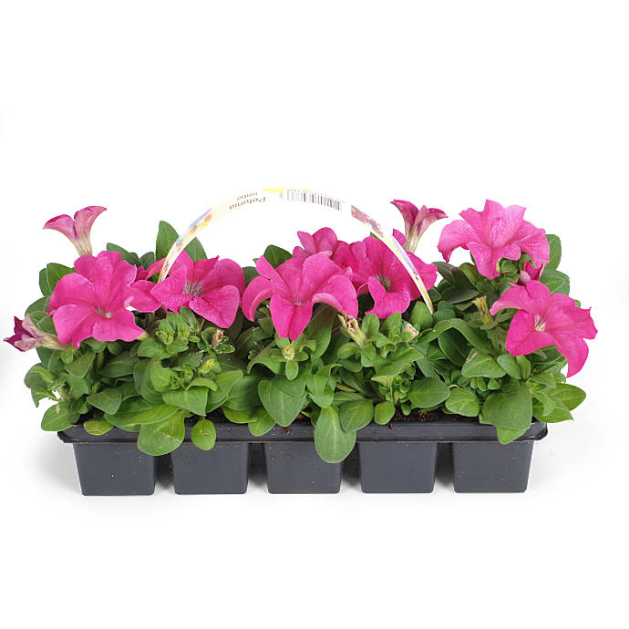 Sommerblomster