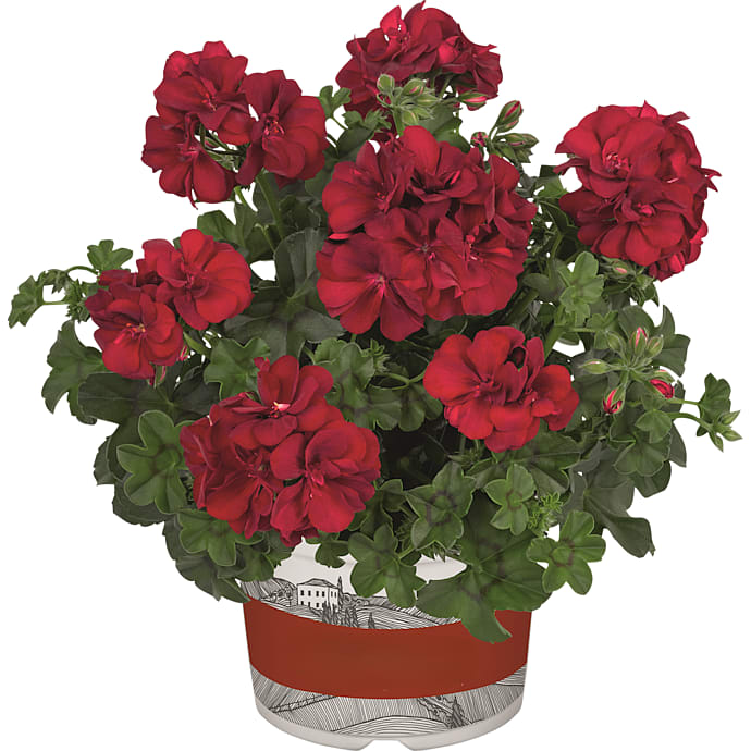 Pelargonium