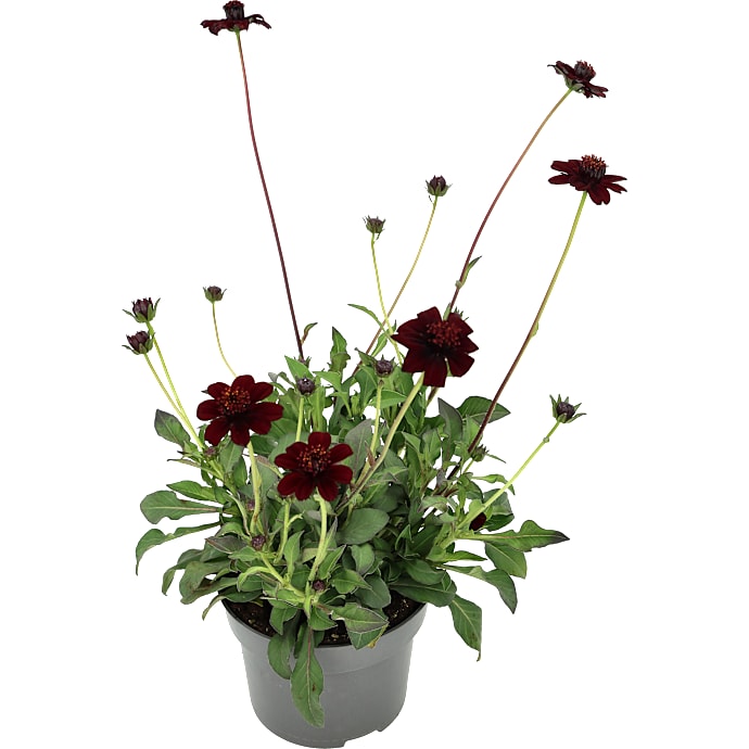 Chokoladeblomst 13 cm potte