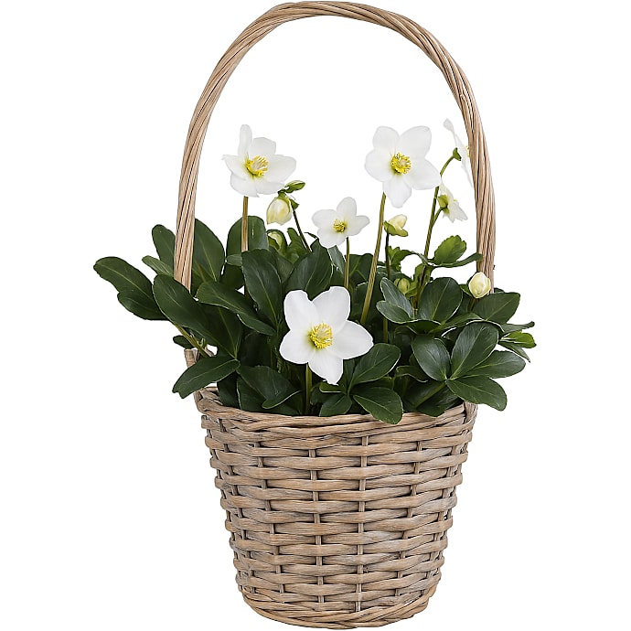 Julerose, Helleborus, 19 cm i kurv
