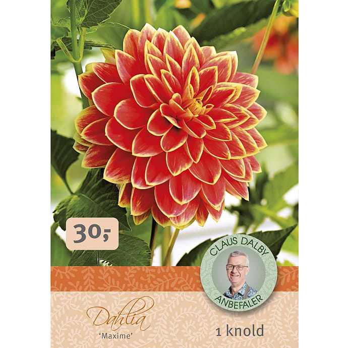 Claus Dalby Dahlia Maxime
