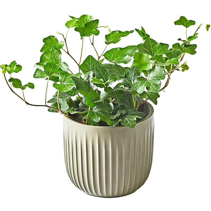 Hedera Hænge