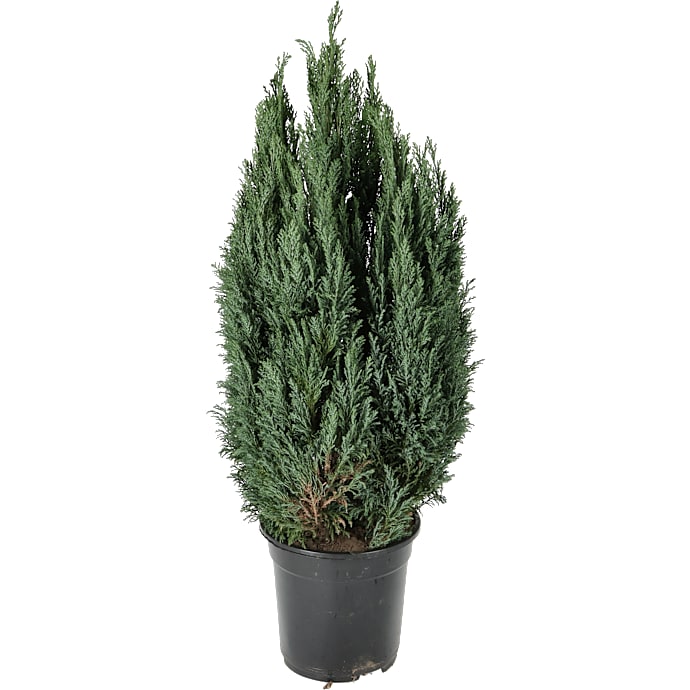 Ædelcypres, Cham. Ellwoodii, 21 cm potte