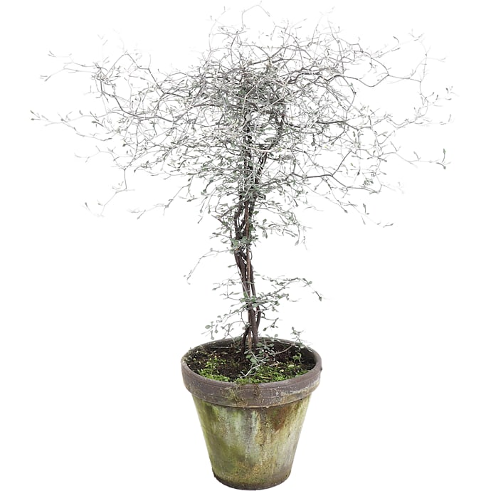 Spøgelsestræ, Corokia, 18 cm potte