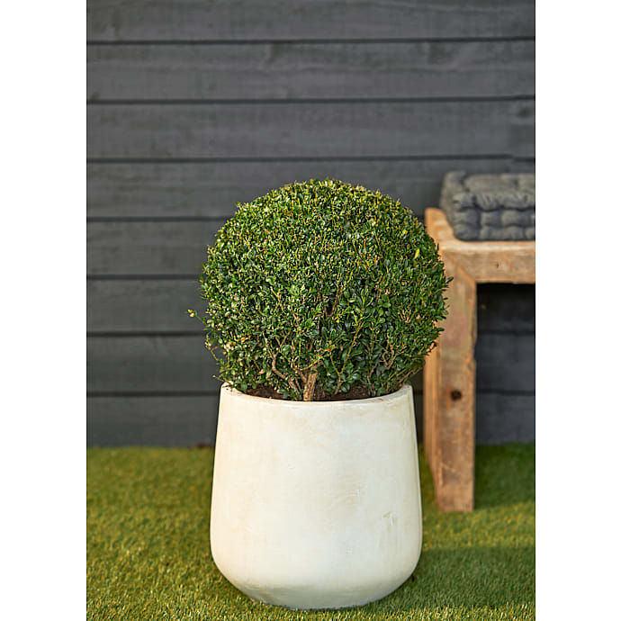 Buksbom kugle Buxus sempervirens 26 cm potte