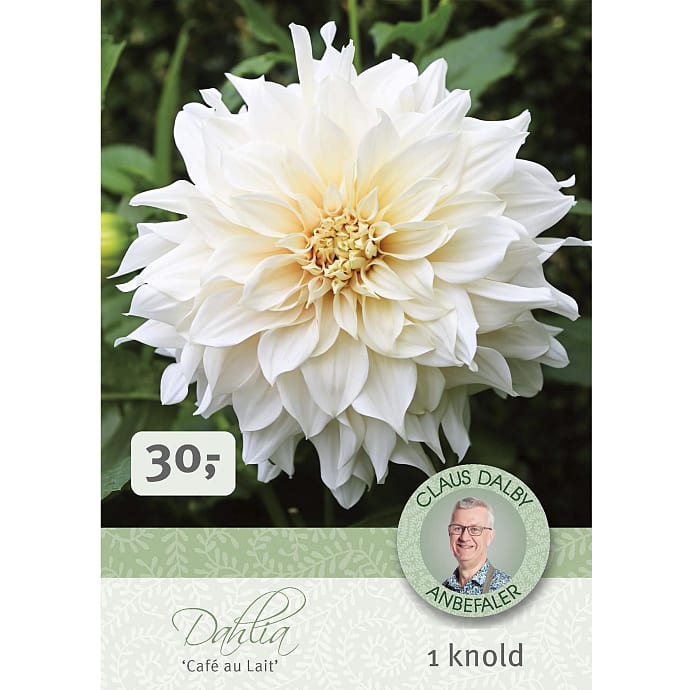Claus Dalby Dahlia Café au Lait