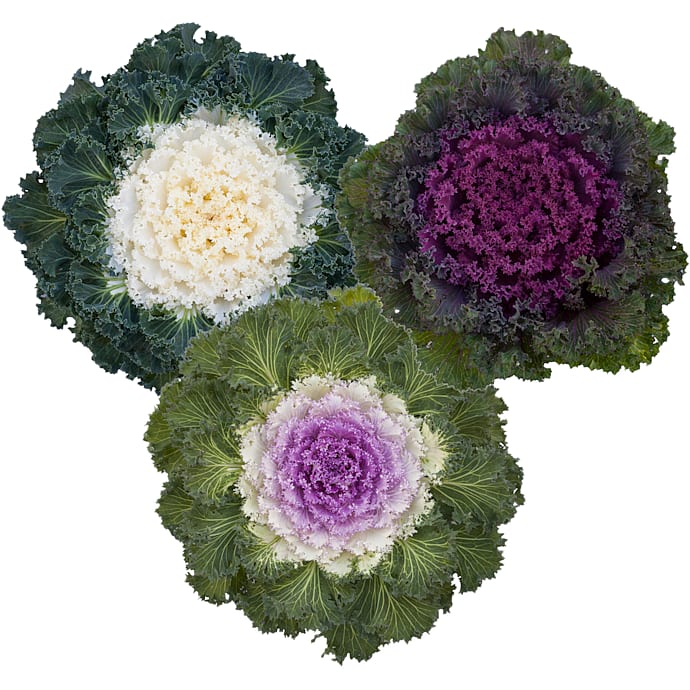 Pyntekål Brassica