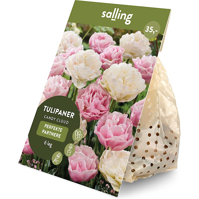 Salling blomsterløg Tulipaner Candy Cloud 6 løg