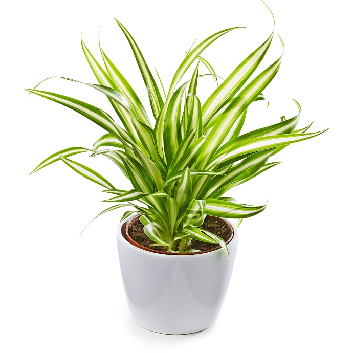 Chlorophytum