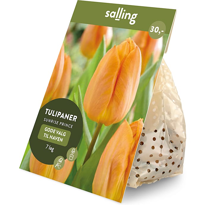 Salling blomsterløg Tulipaner Sunrise Prince 7 løg
