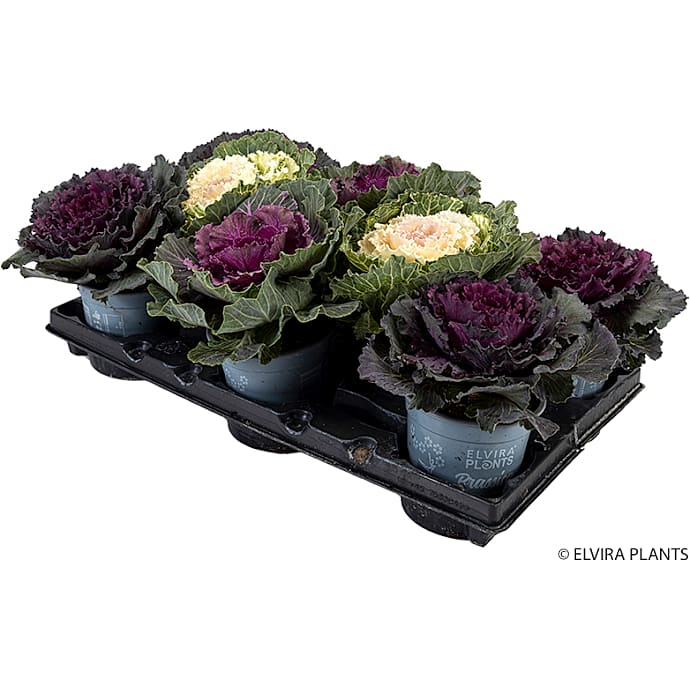 Pyntekål, Brassica, 12 cm potte