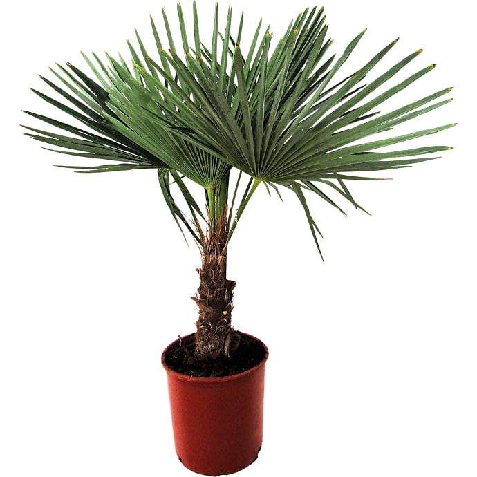 Hørpalme Yucca P30
