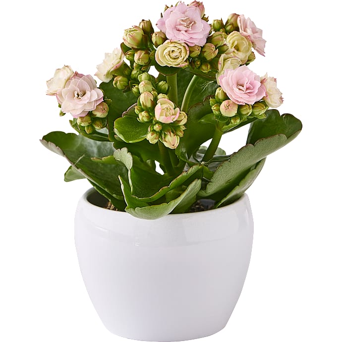 Kalanchoe - rosa
