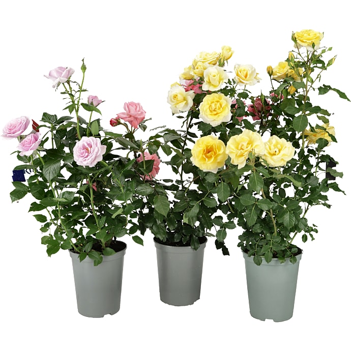 Roser i blomst, 21 cm potte