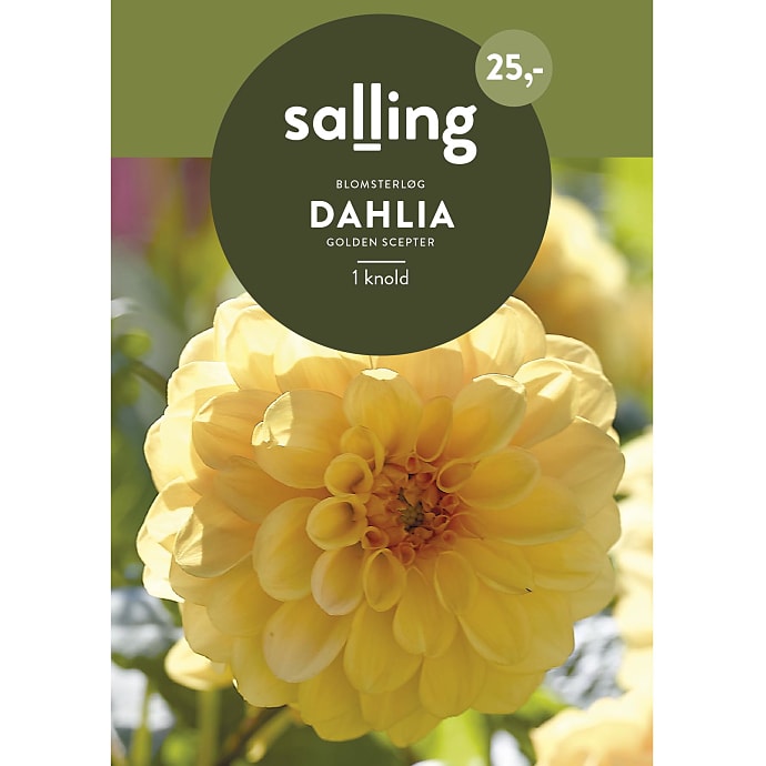 Salling Blomsterløg Dahlia Golden Scepter