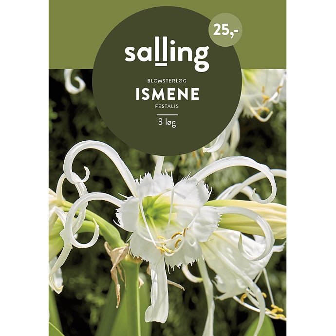 Salling Blomsterløg Ismene Festalis