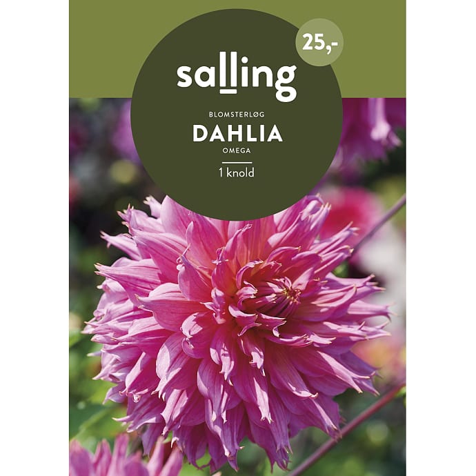 Salling Blomsterløg Dahlia Omega