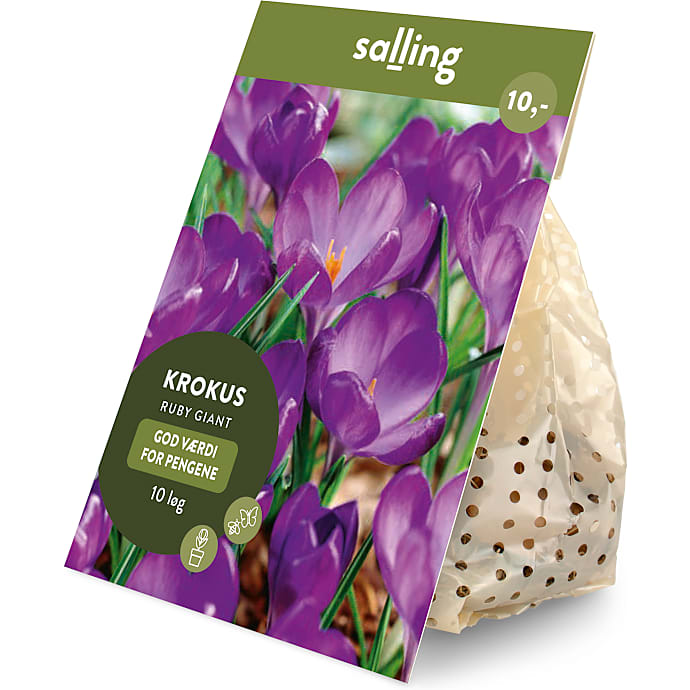 Salling blomsterløg Krokus, Ruby Giant 10 løg