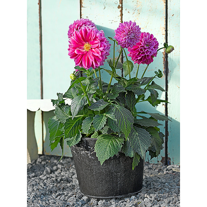 Dahlia