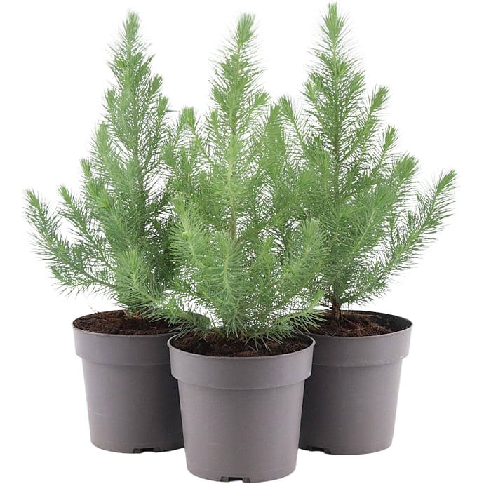 Parasol-fyr - Pinus Pinea Silver Crest - 17 cm potte