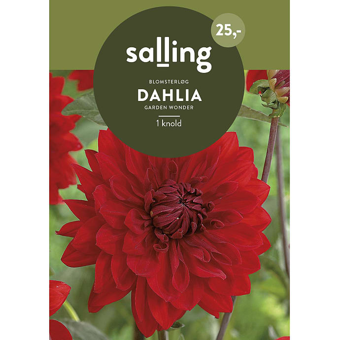 Salling Blomsterløg Dahlia Garden Wonder