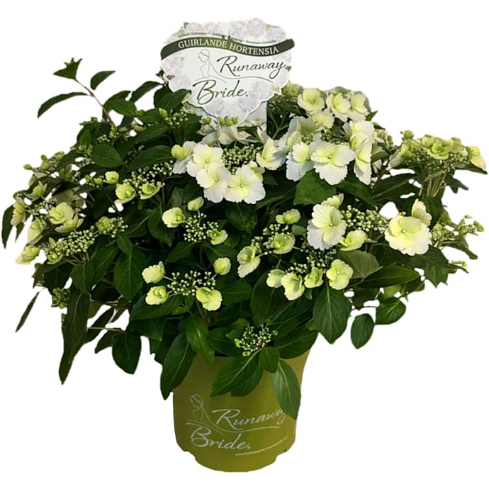 Hortensia Runaway Bride