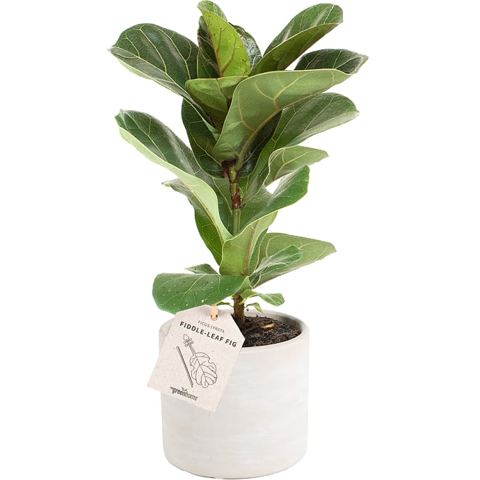 Ficus lyrata