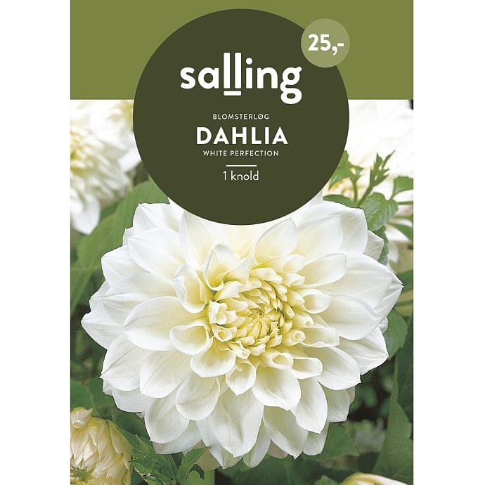 Salling Blomsterløg Dahlia White Perfection .